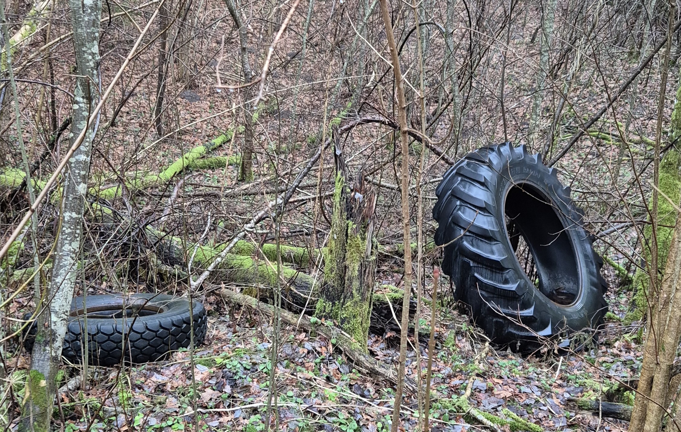 Kam vežti į sąvartyną, kai miškas šalia…