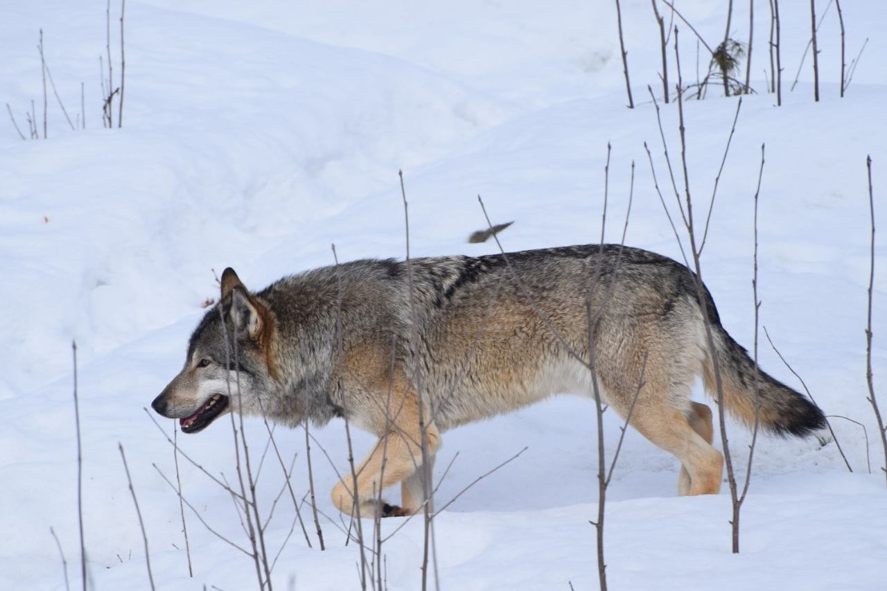 Plungės savivaldybės miškuose nuo kulkų krito 8, Rietavo – 3 pilkiai