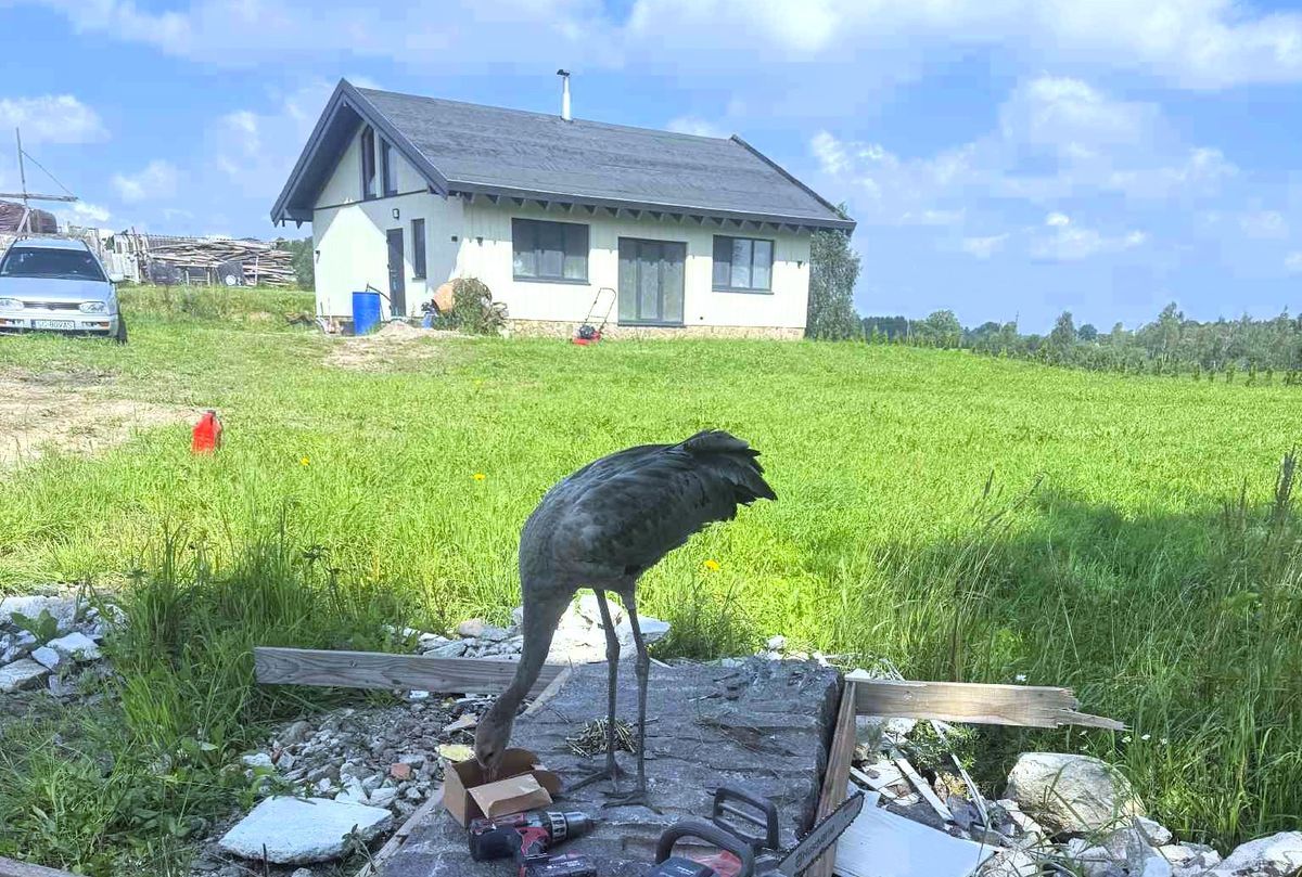 Neįprastą augintinį teko saugoti nuo lapių, apginti nuo žmogaus