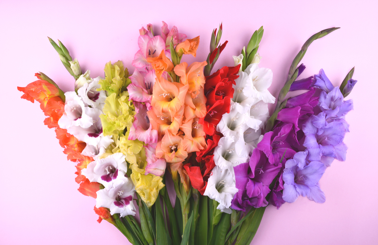 Kardeliai ar „gladiolės“?