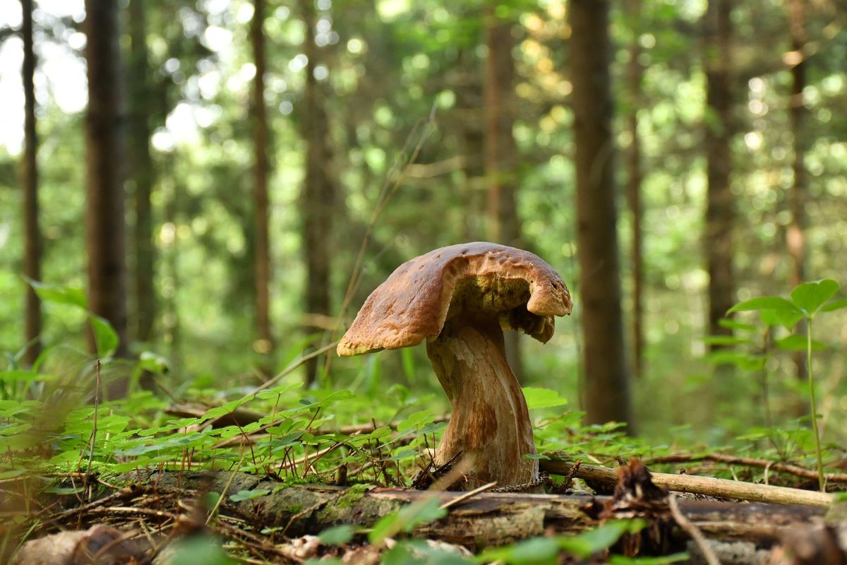 Grybų sezonas tęsiasi – kaip rasti kelią pasiklydus miške
