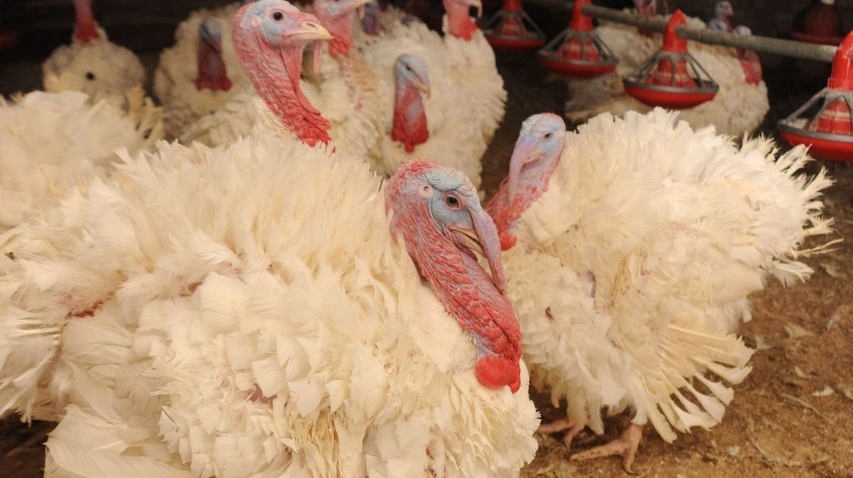 Nustatytas paukščių gripo protrūkis