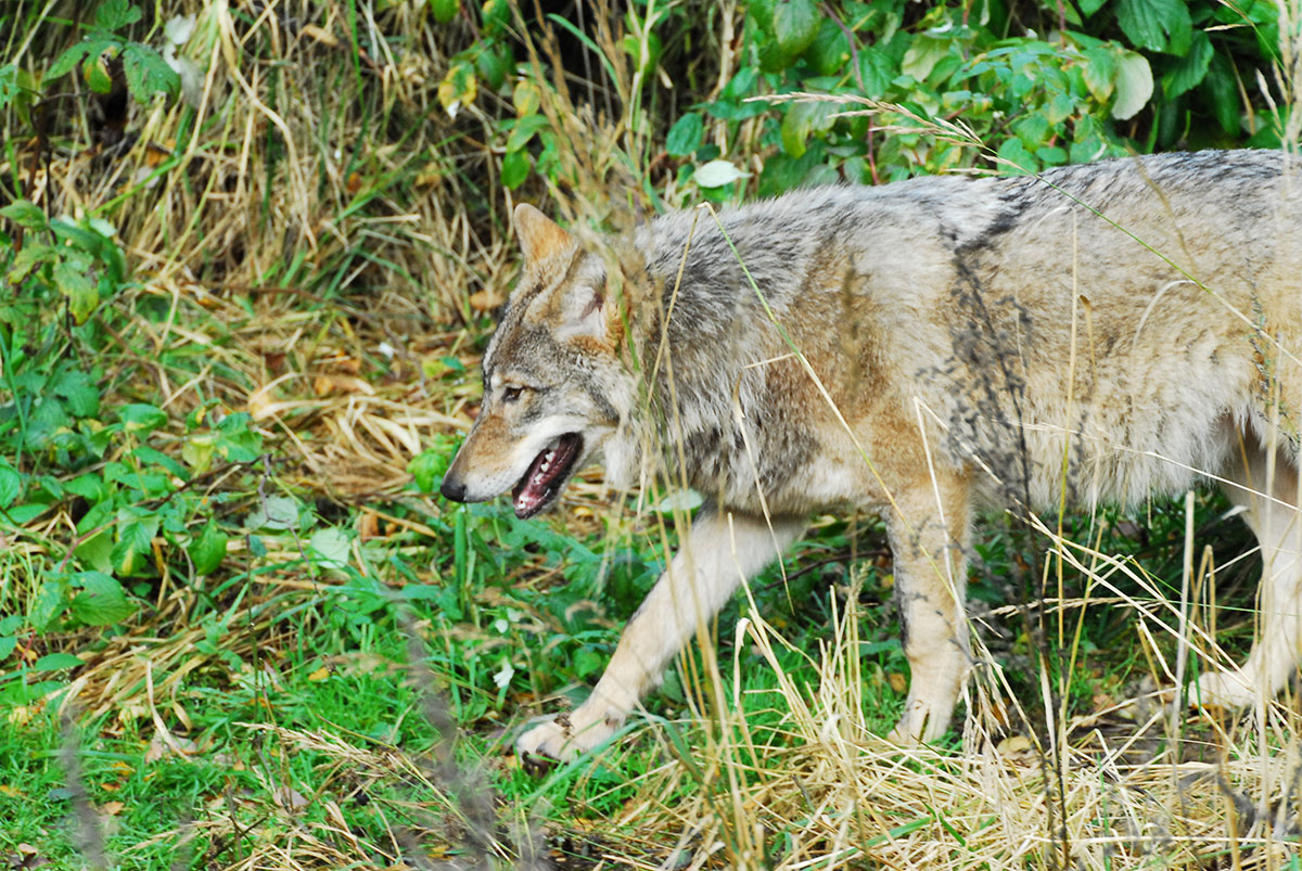 Vil­kų su­me­džio­ji­mo li­mi­tas „su­si­trau­kė“