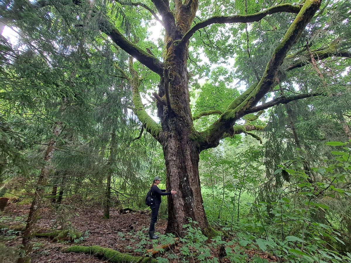 Būsimas Germanto regioninis parkas – įvairus ir vertingas