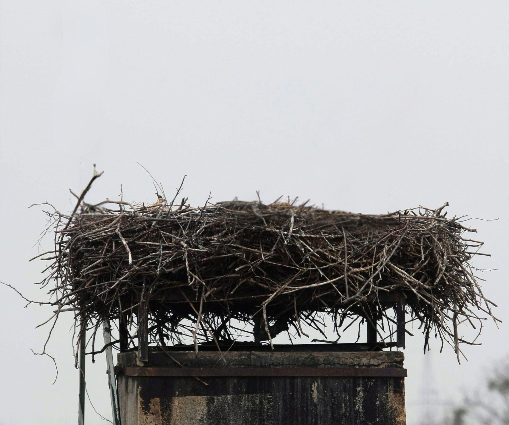 Galvos skausmas – gandrų palikta „dovanėlė“