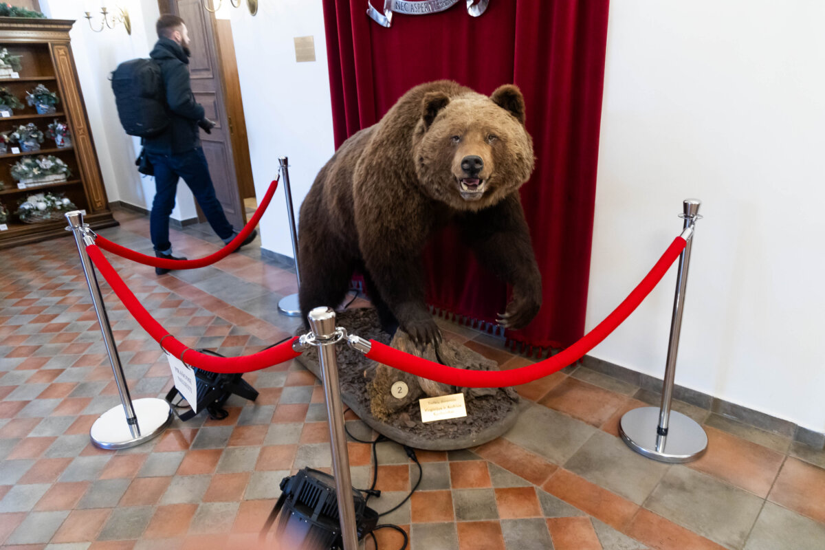 Nuo kitų metų ūkininkams numatytos kompensacijos už lokių ir lūšių padarytą žalą