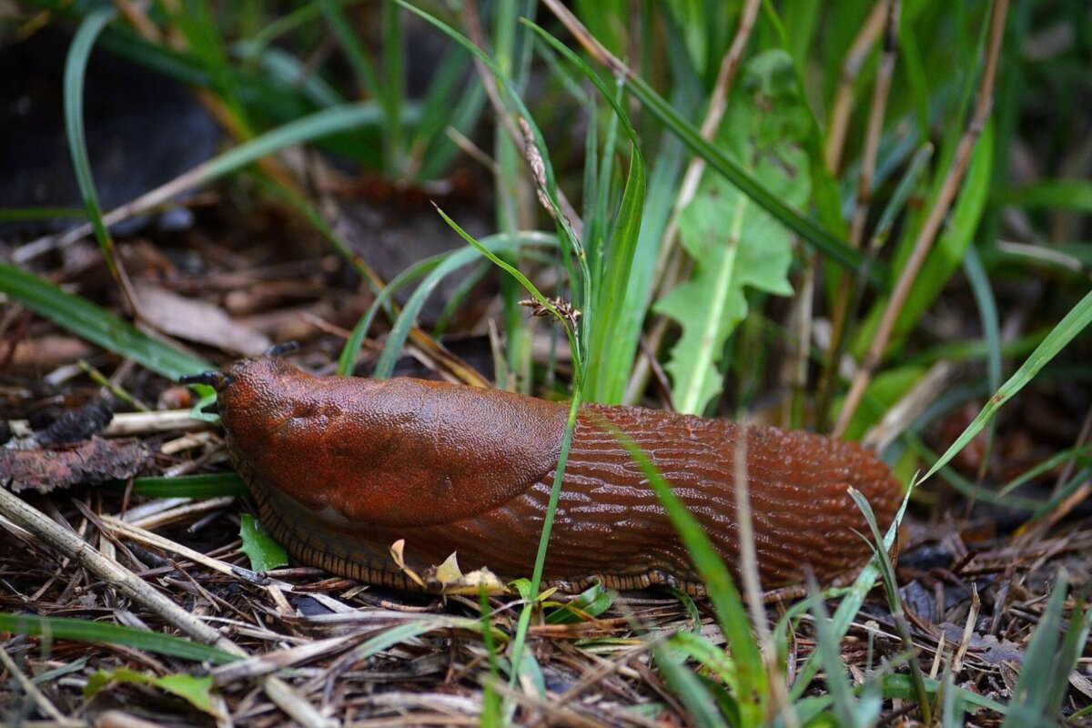 Savivaldybė kyla į kovą su šliužais
