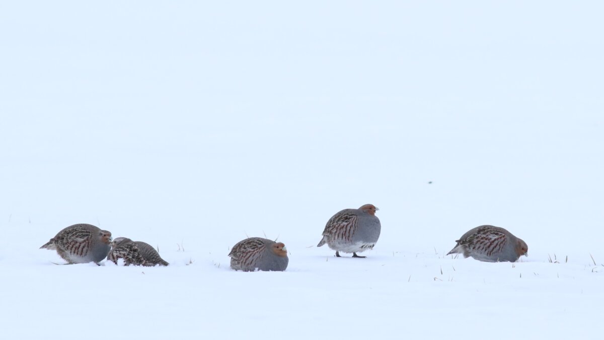 Miškininkai imasi iniciatyvos – gelbėja sudėtingomis sąlygomis žiemojančias kurapkas