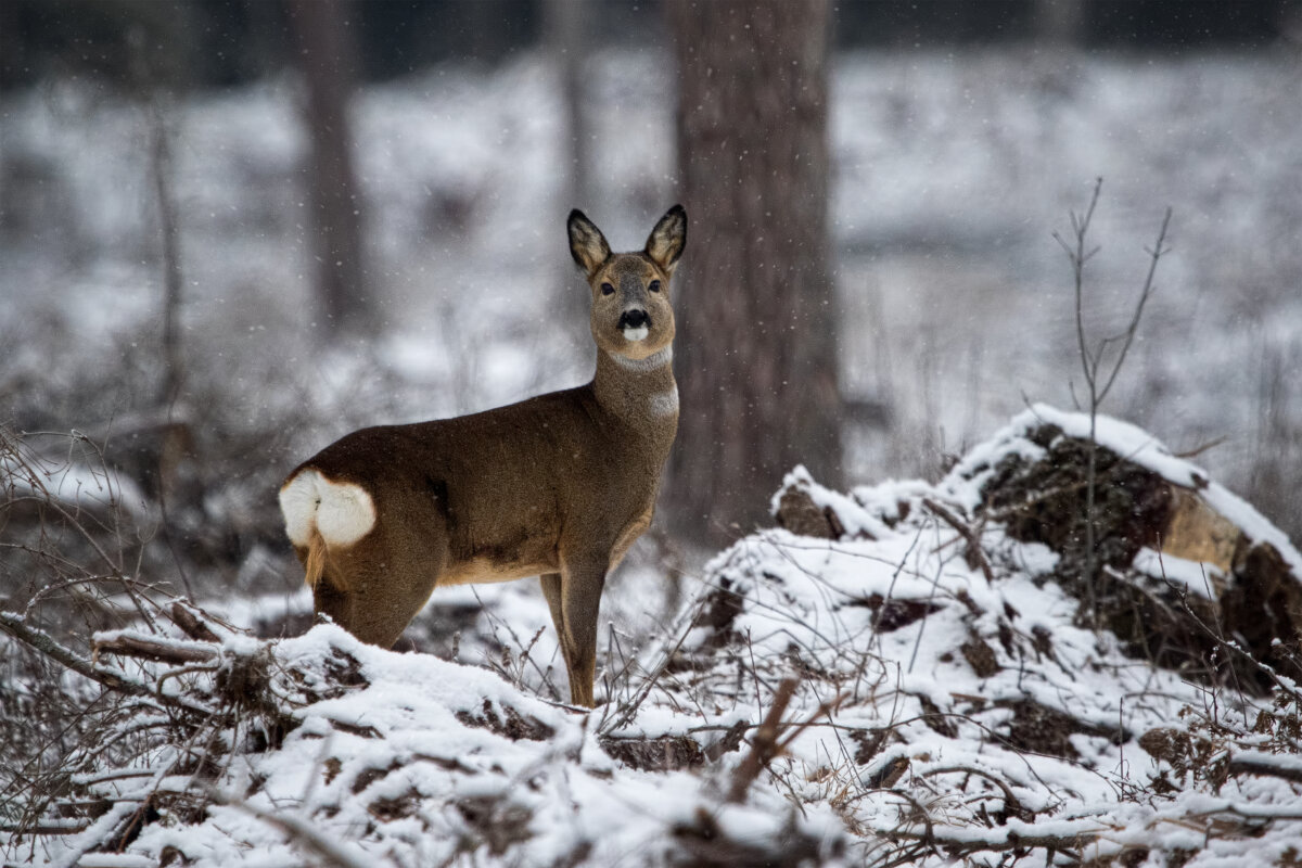 Miškuose prasidėjo baltasis badas
