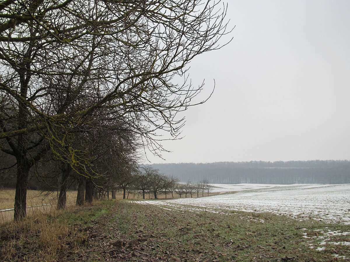 Nup­jau­ti pa­ke­lės me­džiai atsidūrė Pla­te­lių gat­vės kie­me