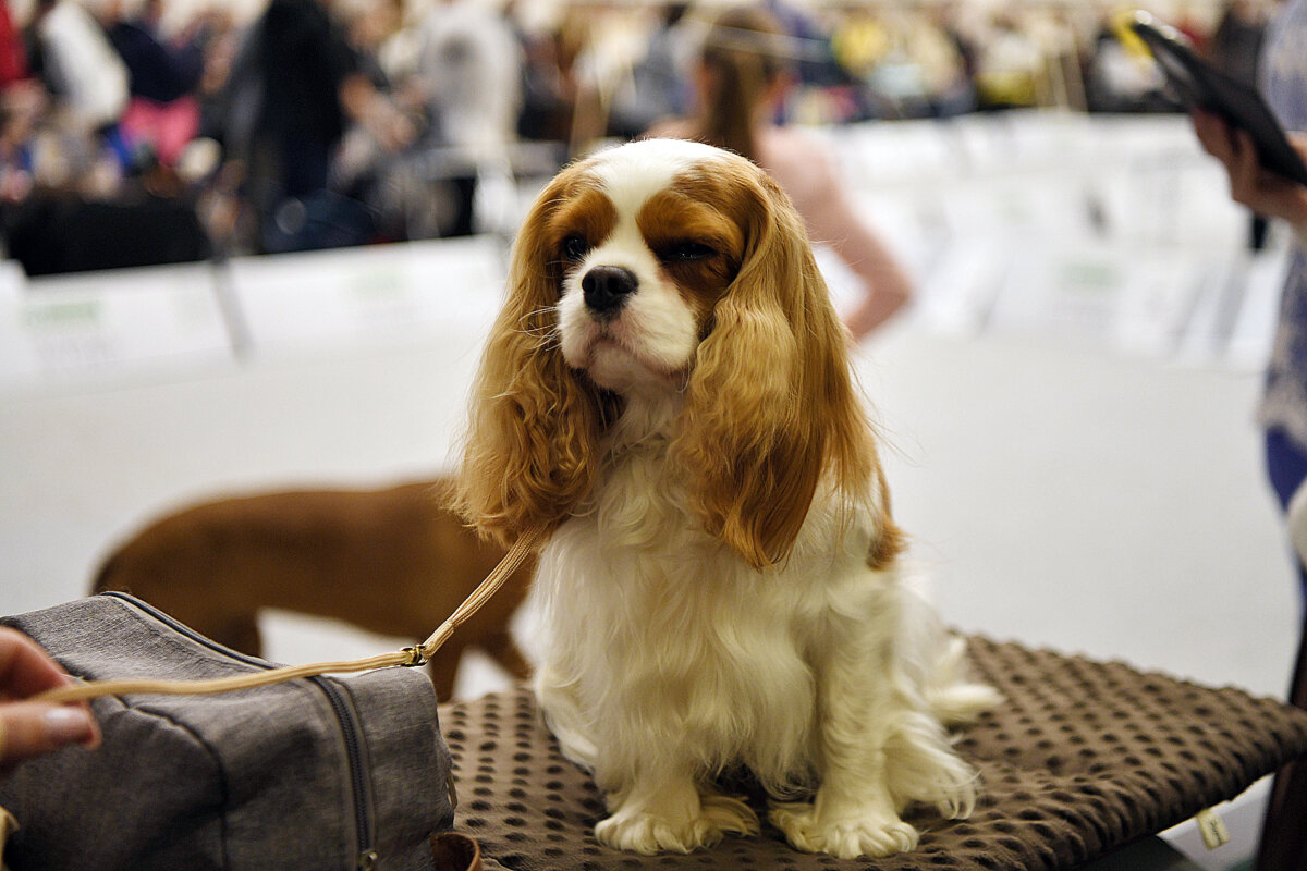 Plungėje – nacionalinė visų veislių šunų paroda