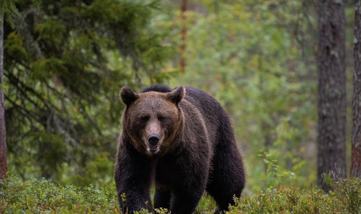Meš­kos su­grįž­ta į Lie­tu­vos miš­kus