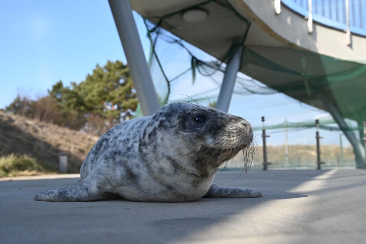 Pra­si­de­da kas­me­ti­nės ruo­niu­kų var­dy­nos