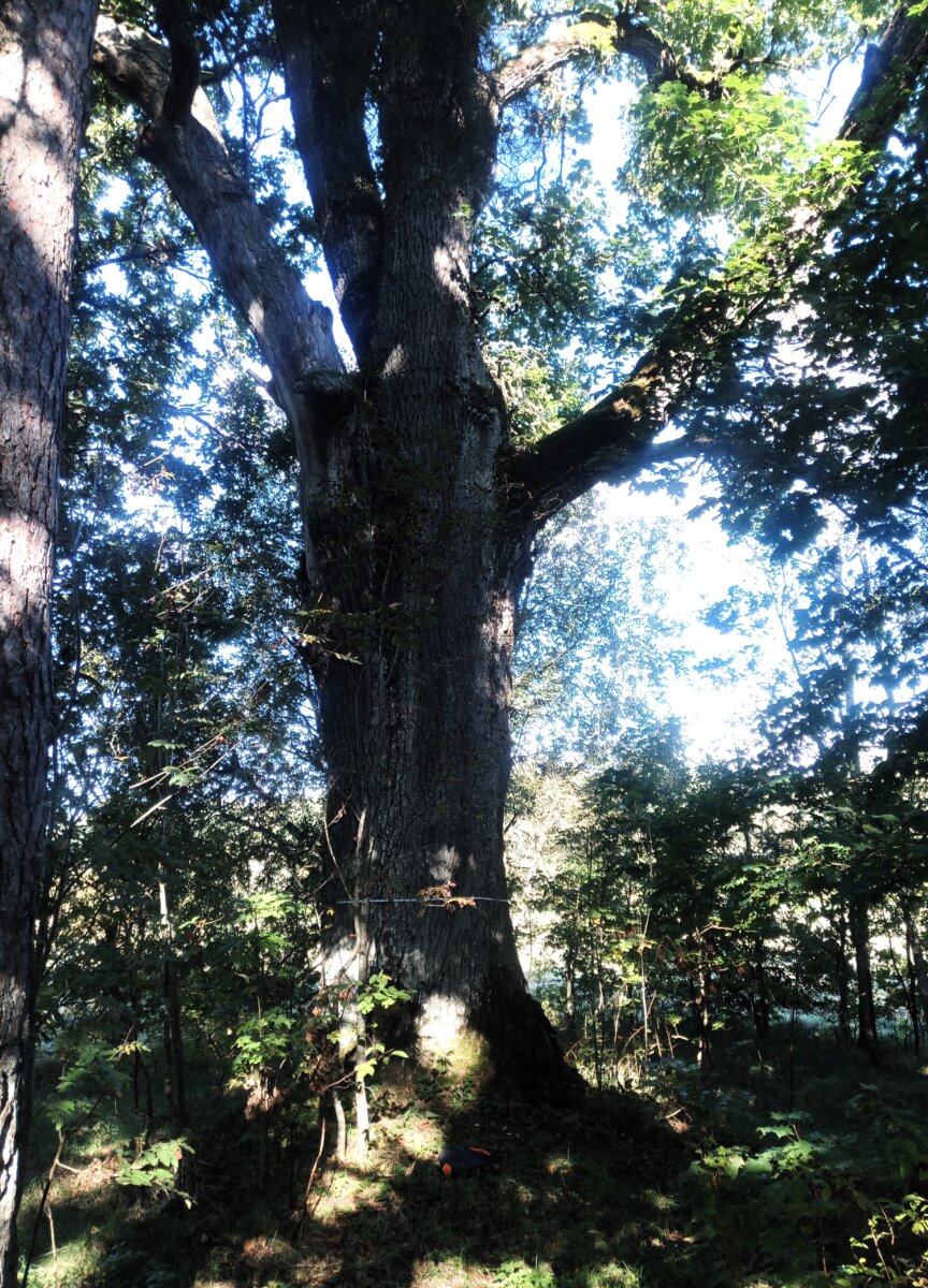 Sau­go­mų ob­jek­tų są­ra­šą tu­rė­tų pa­pil­dy­ti ir Alek­sand­ra­vo ąžuo­las